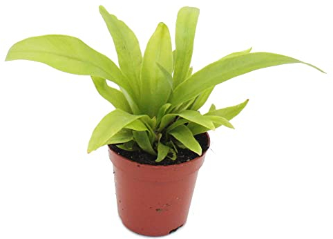 Exotenherz - Mini planta - Asplenium antiquum - Helecho nido - Ideal para pequeños cuencos y vasos - Planta de bebé en maceta de 5,5 cm