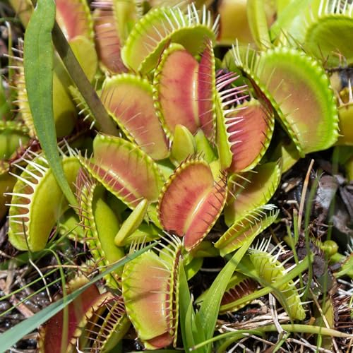 Venus Fly Trap Plant - Dionaea MUSCIPULA Carnivorous Healthy Indoor Plant, Natural Fly Catcher, Easy Care - Exotic Air-Purifying Houseplant, Educational Plants for Children - 9cm Pot