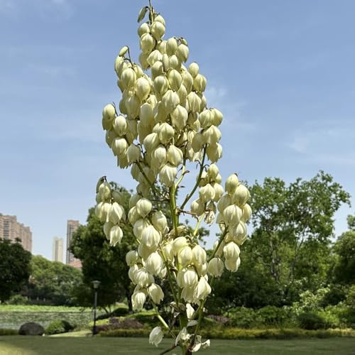 Semi di yucca palma giglio resistente in vaso resistenti all'esterno palma di yucca arbusti sempreverdi resistenti, semi selvatici giardino 90pcs