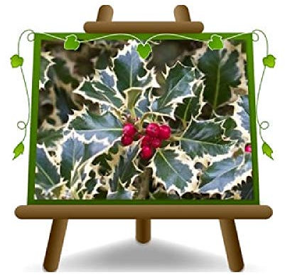 EURO PLANTS VIVAI Agrifoglio Ilex Aquifolium Variegato Agrifoglio Pianta Ornamentale su Vaso da 22 cm - Altezza 70 – 80 cm