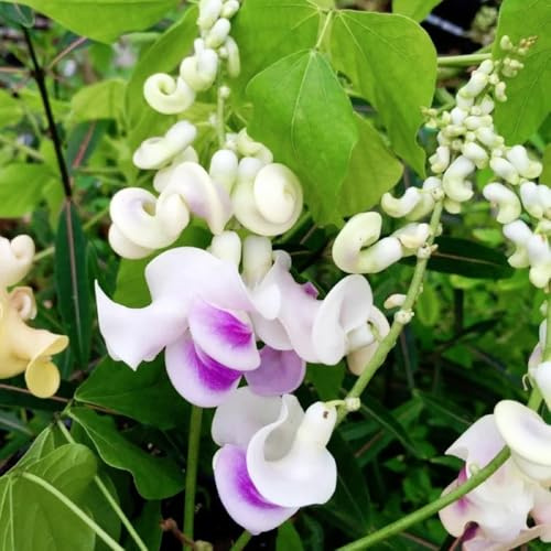 semillas de frijol caracol, Vigna caracalla, jardín de resistentes de balcón de variedades antiguas para decorar 65pcs