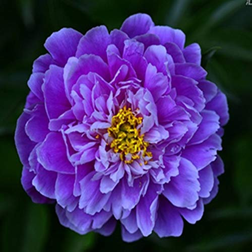 3-5 yeux pivoine racine nue - racines de pivoine à planter - bulbes/racines sains de haute qualité et sains (1, violet)