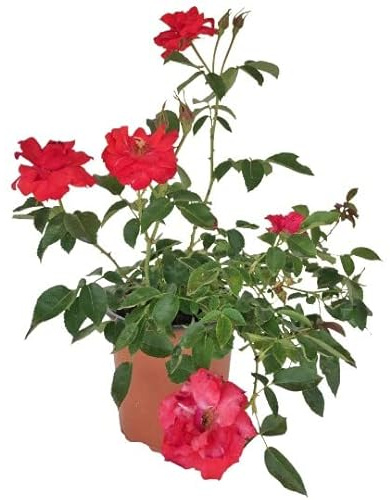 Flor de Exterior Rosal Rojo Grande Planta Natural Rosal Arbustivo