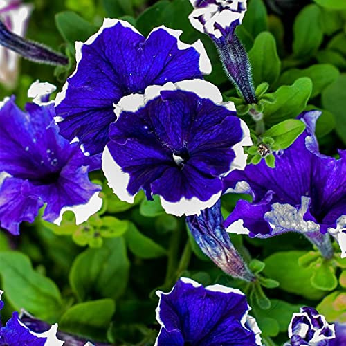 Pétunia Picotee - Surfinia - 100 Semi - Nana Petunia Hybrida Multiflora Blue - NPWS : Graines