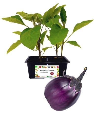 P. Piantine da Orto | Melanzana Rosa, Kit da 4 piantine, Pianta Pronta per il Trapianto, Pianta Vera da Orto, da Balcone, e da Esterno, Vivaio Italiano