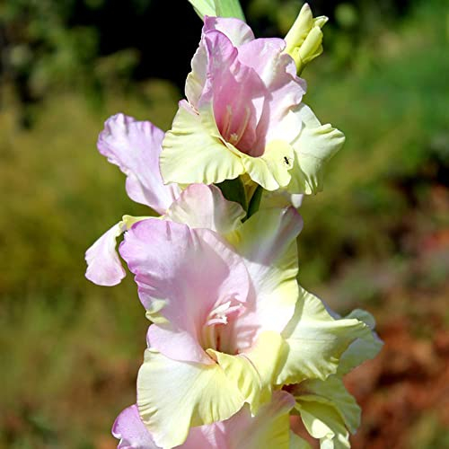 Gladiolen Zwiebeln Gartendeko FüR DraußEn Balkon Blumen Gladiolenzwiebeln MehrjäHrig Winterhart Blumenzwiebeln Bodendecker Pflanzen Balkon Balkonblumen Winterharte Gladiolen 2 Gladiolen Blumenzwiebel