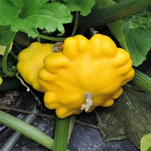 Semillas de calabacín orgánicas, orgánicas Cucurbita pepo, semillas de invierno amante del jardín 50pcs