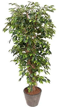 Konstgjord Ficus Benjamini 150 cm hög i kruka med fina vävda lianer på äkta trä naturlig stam