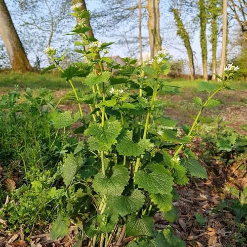 Semi di aglio rucola, semi di Alliaria petiolata, cucina dell'orto perenni 300pcs