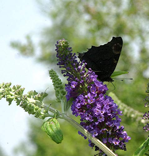 Sommerflieder Empire Blue 100-125cm - Buddleja