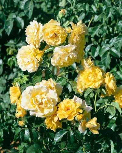 Rosa 'Lichtkönigin Lucia' – Winterhart, Mehrjährig – Beetrose – Blühstrauch für Beet & Garten