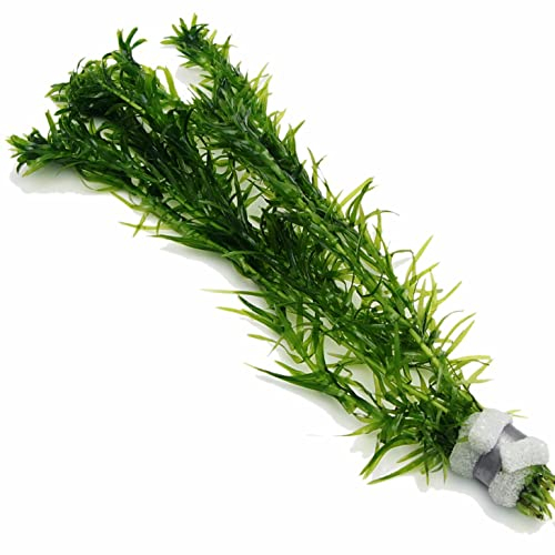 5 ELODEA DENSA - 1 Bunch Oxygenating Weed Live Pond Plant Water Aquarium Aquatic Plants Egeria K2aqua