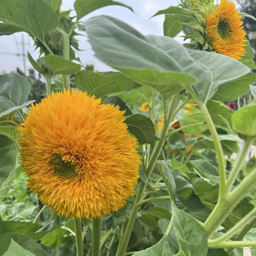 Comprar semillas de girasol - semillas de girasol - resistentes al aire libre decoración girasol para lugares soleados decorativas resistentes para 15pcs