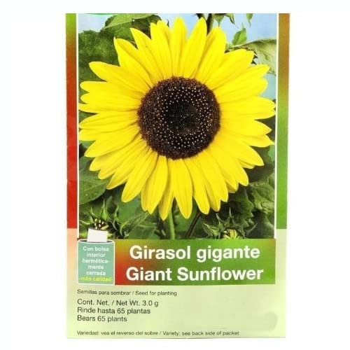 Pipas de Girasol Semillas para Plantar la Planta de Girasol de Flor Grande