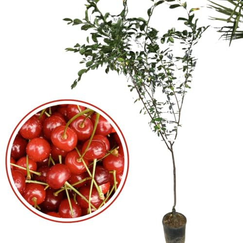 Vivaio Garden Forest Pianta di Amarena, Pianta da frutto, Pianta vera, Polpa succosa, Amarene rosso vivo, Amarene con nocciolo, Marmellata, Vaso 24cm foto reali