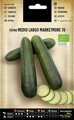 Semillas de Pepino para Ensalada Variedad Marketmore muy Fácil Cultivo en Huerto Urbano