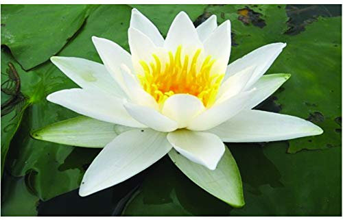Lincolnshire Pond Plants Ltd - Aquatic Pond Plants Alba Water Lily - Pond Plants - VLW01-Potted