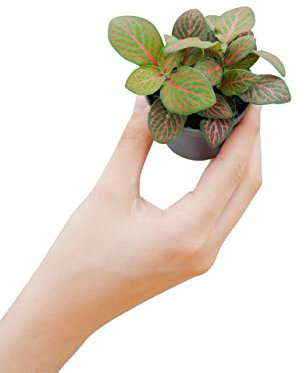 PLNTS - Baby Fittonia Verschaffeltii Forest Flame (Silbernetzblätter) - Zimmerpflanze - Zimmerpflanzen, Pflanzen Echt, Nachhaltige Verpackung - 6cm Topf - Höhe 10cm - Direkt von der Gärtnerei