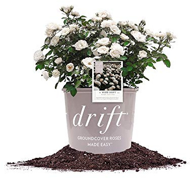 White Drift Rose 3 Gallon