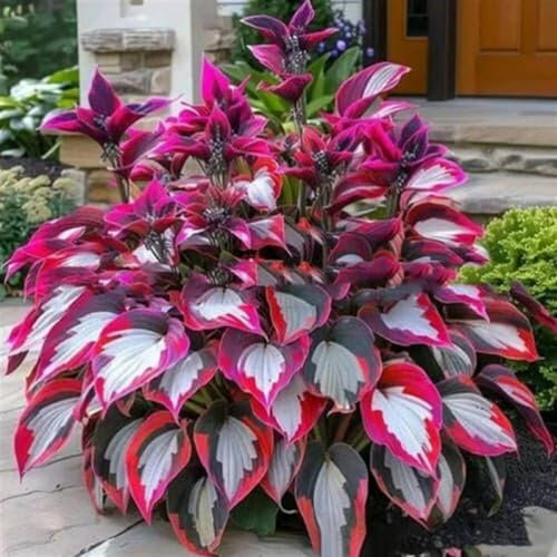 1000 pièces Graines de Hosta, Graines Fleurs à Semer, Graine a Planter, Graines de Fleurs pour Jardin et Balcon, Facile à Cultiver (F)