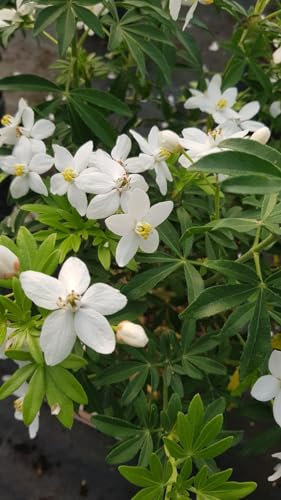 Choisya ternata GREENFINGERS® 'Lissfing' / Oranger du Mexique/Conteneur de 3 à 4 litres