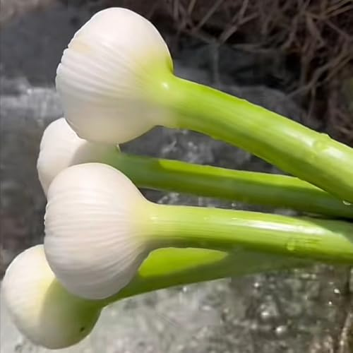 semillas de ajo, culinarias, ajo para camas elevadas, jardín de para balcón raras, orgánicas, 200pcs