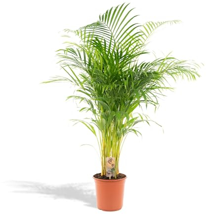 Hello Plants XXL Palmier Areca Dypsis Lutescens en Ø 24 cm Pot de Fleurs - Hauteur: 130 cm - Palmier Doré grande plante d'intérieur - Palmier tropical - Purificateur d'air - Frais de la pépinière