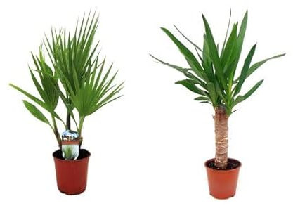 Duo Palmeras Exterior | Washingtonia Robusta & Yucca Elegans | Plantas Naturales ± 100cm Altura