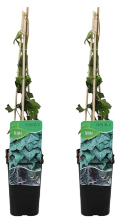 Bloomique - Lot de 2 - Hedera Hibernica - Lierre à grandes feuilles - Persistant - Plantes grimpantes - Plantes de jardin - Rustiques - Pot 15cm - 70-80cm de Haut