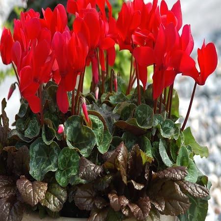 Graines de fleurs de cyclamen 100 pièces rouges