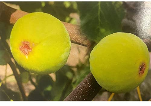 Pianta vera di Fico Paradiso - Diametro Vaso Ø 20 cm