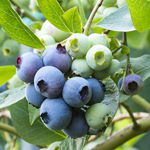 Suttons Blueberry Plants Vaccinium corymbosum ‘Patriot’ RHS Plants for Pollinators Deciduous Hardy Shrub White Blooms Blue-Black Fruit Easy to Grow Your Own Blueberries 9cm Pot (1 x 9cm Pot)