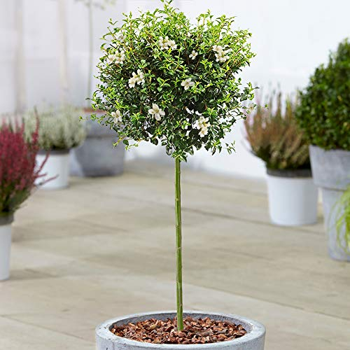 Arbre Ligustrum Delavayanum | Arbustes en pot pour patios, bordures et petits jardins | Tige droite en forme de sucette de qualité premium
