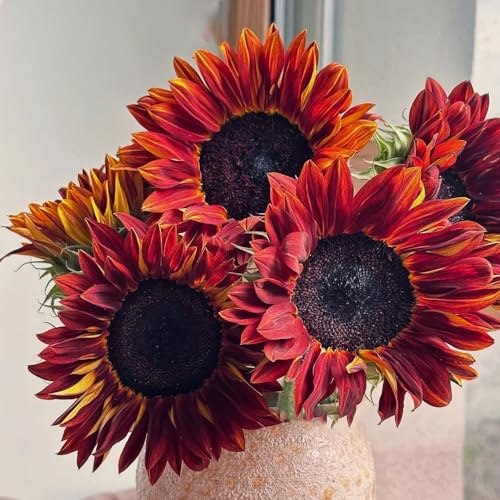 semillas de girasol perennes resistentes - lecho cama elevada balcones 100pcs