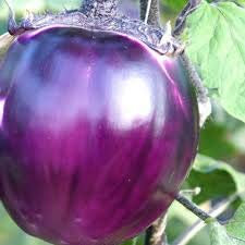 PlenTree Aubergine/Aubergine '' ~ 30 'Top qualité Violetta Di Firenze' Graines - Violet