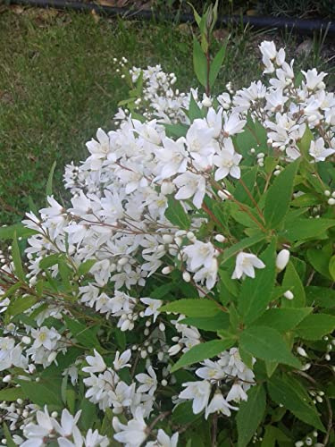 VIVAIO GARDEN FOREST Deutzia Gracilis Pianta Arbusto Giapponese in Vaso, Arbusto Ornamentale da Esterno con Fioritura Bianca, Ideale per Giardino, Terrazzo e Bordure