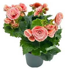 Planta Natural de Begonia Elatior Compacta y Viva | Perfecta para Decoración Interior