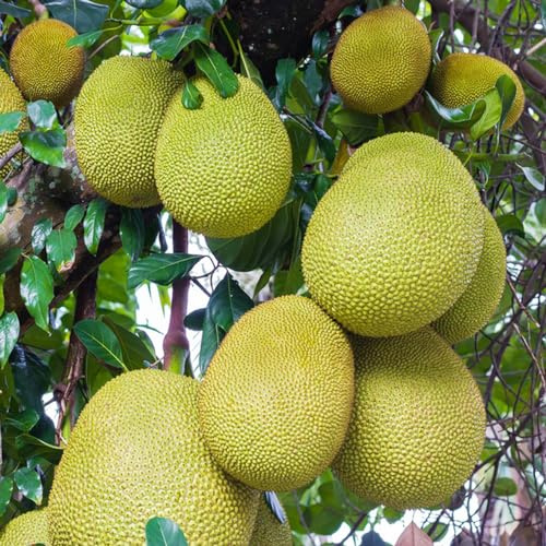 semi di jackfruit - jackfruit giardino roccioso con del interno per zone soleggiate rari colonnari biologici Coltivare 80semi