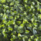 TENAX Divy Panel Photos 100x100 cm Verde, Pannello Modulare con Foglie Artificiali 3D Tipo Pothos per Pareti, Giardini Verticali e Decorazioni Indoor/Outdoor