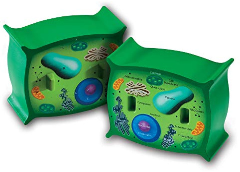 Learning Resources Cross-Section Plant Cell Model