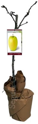 Planta natural Frutal arbol Manzano Golden injertado. Altura 80-100 cm. Fruto amarilla, manzana dulce y jugosa; pulpa crujiente. Árbol productivo y resistente al frío. Segura Garden