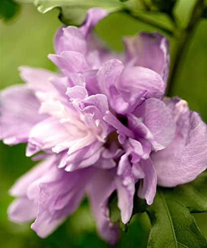 Hibiscus syriacus 'Ardens' 40-60 cm – Winterhart, Mehrjährig, Pflegeleicht – Garten-Eibisch – Heckenpflanze für Garten & Sichtschutz