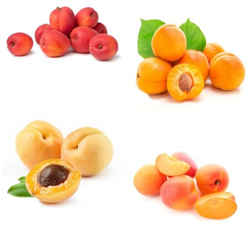 semillas de albaricoque - albaricoquero - interior, albaricoquero de organicas columnares, 15pcs