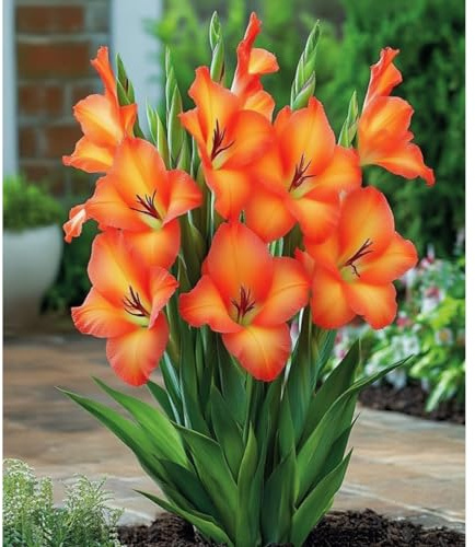 Gladiolo, rizomas de gladiolo perennes resistentes, rizomas de jardín perennes, gladiolo raro adecuado para cultivar en el jardín-15 Rizomas-a