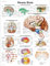 3B Scientific Lehrtaffel - Human Brain - Englisch