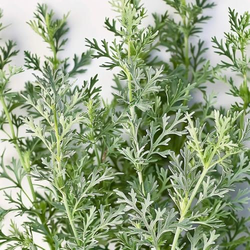 1000 Graines d'Absinthe - SemiSauvage Permaculture