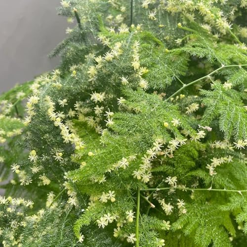 Semillas de helecho espárrago, de interior Espárragos setáceos, Las de hoja perenne son resistentes 50pcs