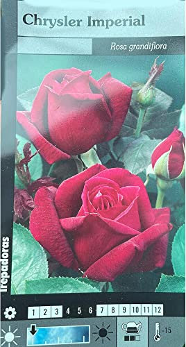 PLANTA TREPADORA NATURAL ROSAL CHRYSLER IMPERIAL M20 180CM PARA EXTERIOR FLOR COLOR ROJO