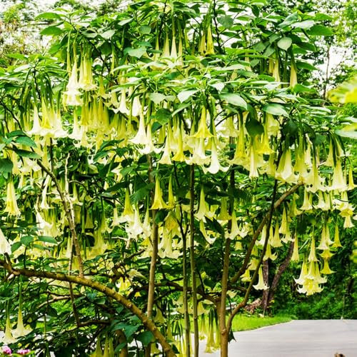 engelstrompete pflanze samen、 samen anzucht、pflanzen winterhart draußen gartenpflanzen、langer Blütezeit für eine pflanzen samen、indoor garten blumensamen mehrjährig winterhart pflanzen 100pcs