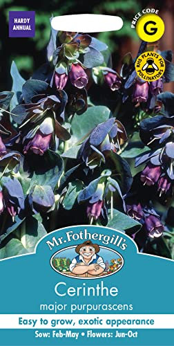 Mr Fothergills 19961 Flower Seeds, CERINTHE Major purpurascens, Blue